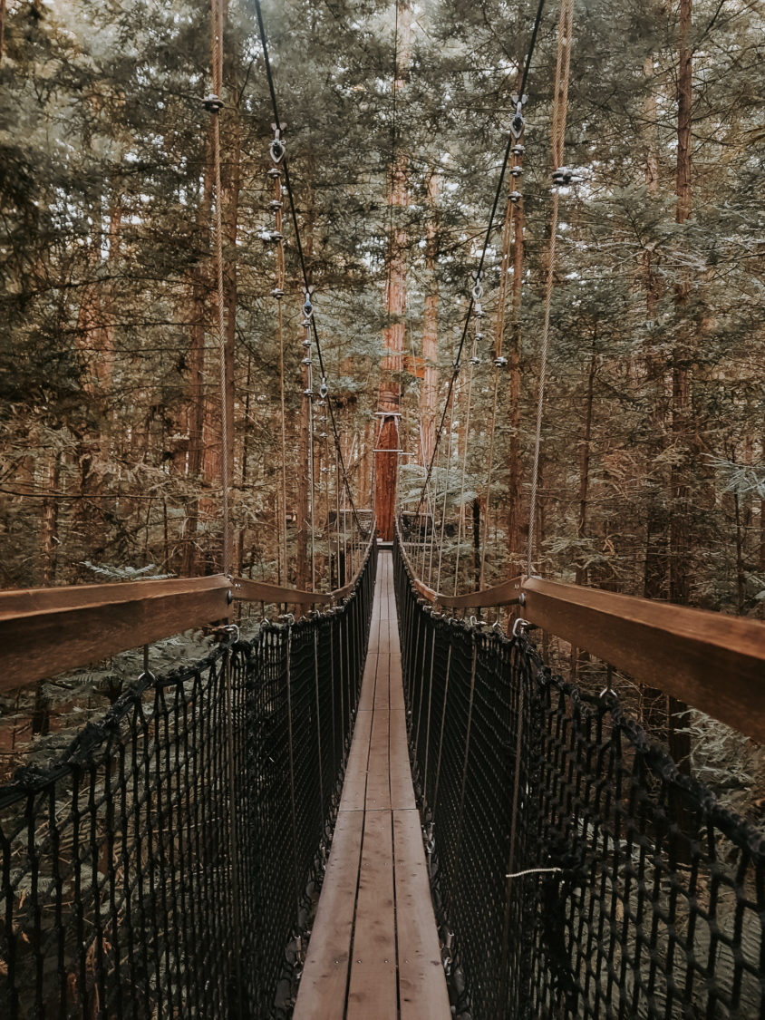 Suspension bridge in Rotorua Tree Top Walks