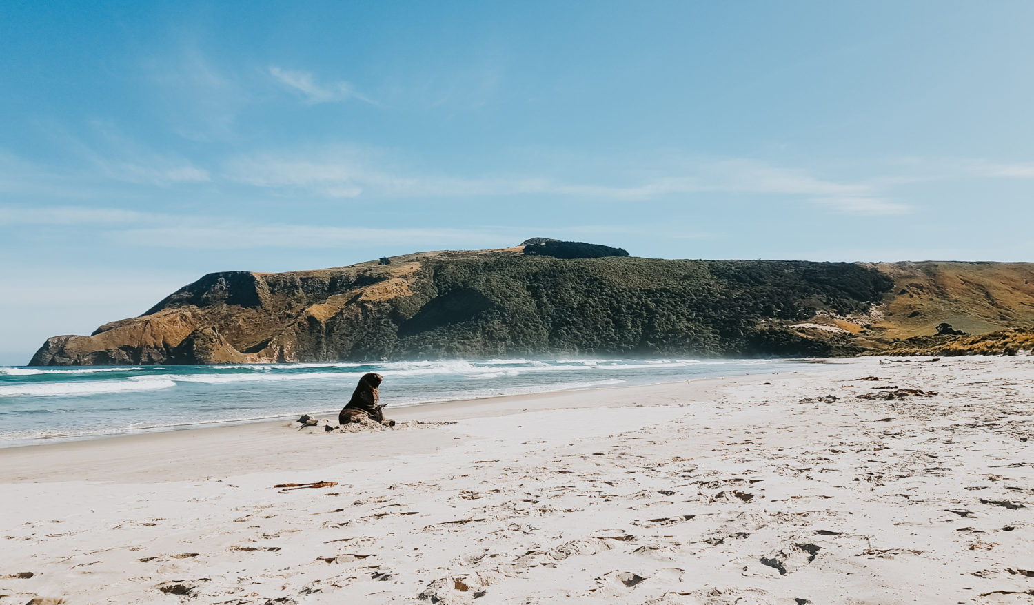 Sealion laying in the sand of Allan's Beach