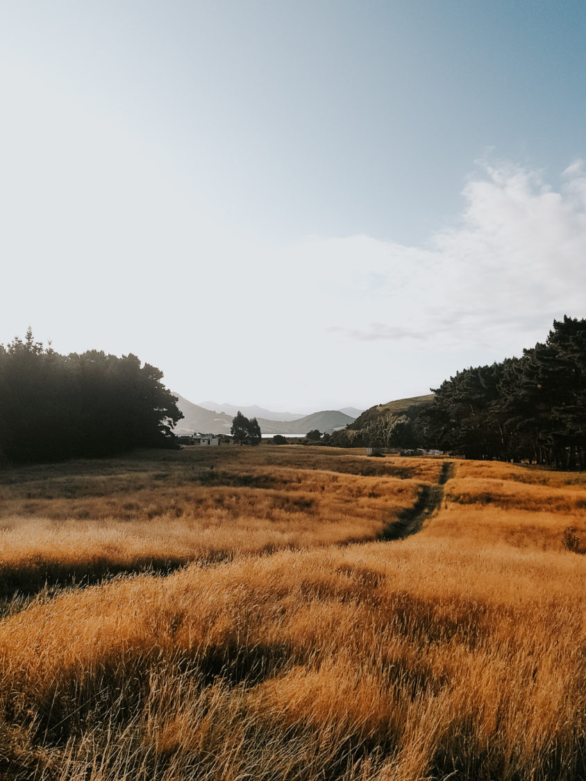 Sunset light in countryside field in Otago Peninsula