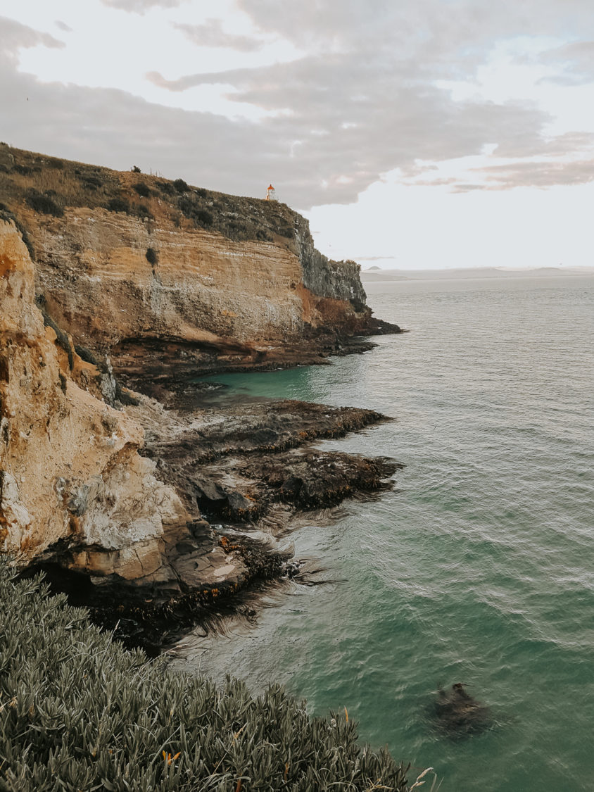 View Of Taiaroa Head in Dunedin